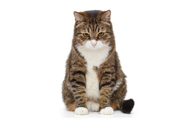 Large and serious grey cat