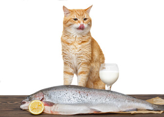 Red cat and a large trout
