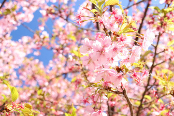 さくら 桜 サクラ 満開 綺麗 鮮やか かわいい 美しい きれい ピンク 青空 卒業