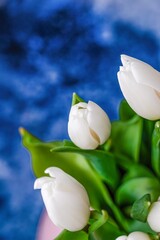 Bouquet of white tulips on a deep blue background, spring flowers
