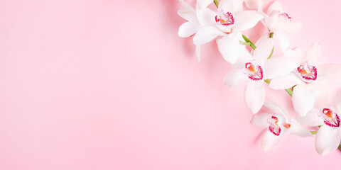 Fototapeta na wymiar Beautiful white orchid flower on pink background. Close-up, copy space.