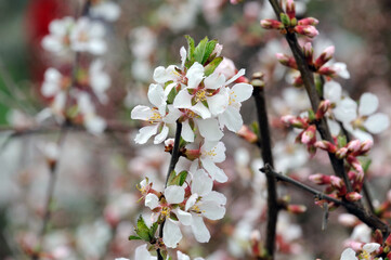 white-pink apricot flowers during spring flowering