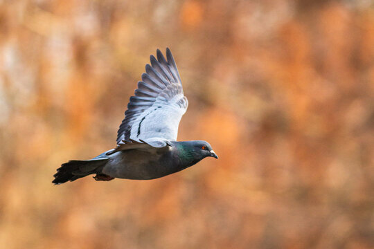 Taube im Flug