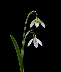 Spring Snowdrops isolated on black background.