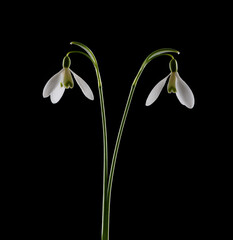 Spring Snowdrops isolated on black background.