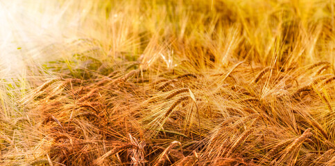 Ears of wheat in golden cereal field. Luminous blurred background with light bokeh and short depth of field. Banner with Copy space
