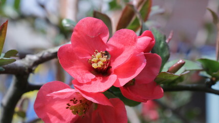 bright red flowers of Japanese quince close-up, flowering of an ornamental garden shrub chaenomeles, a sprig of a bush with scarlet petals and a yellow core