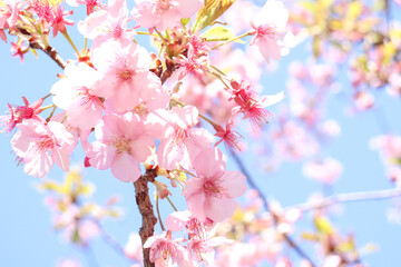 さくら 桜 サクラ 満開 綺麗 穏やか 晴れた 美しい きれい かわいい 春爛漫 卒業