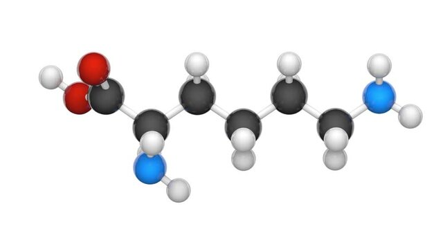 Lysine (symbol Lys or K) is an amino acid that is used in the biosynthesis of proteins. Formula: C6H14N2O2. 3D render. Seamless loop. Chemical structure model: Ball and Stick. White background.