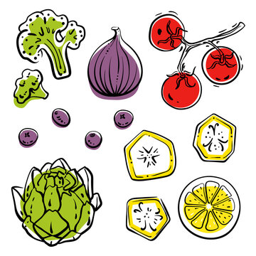 Colorful line sketch collection of vegetables, herbs, fruits and berries isolated on white background. Doodle hand drawn fruits. Vector illustration