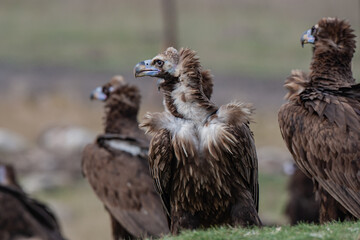 Fototapeta premium Cinereous Vulture, (Aegypius monachus) in its natural habitat. Wildlife.