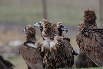 Cinereous Vulture, (Aegypius monachus) in its natural habitat. Wildlife.