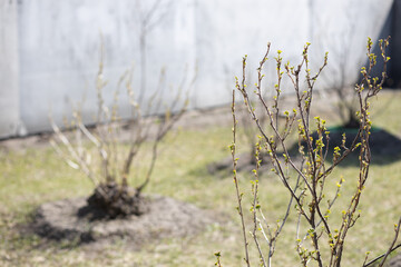  Currant branches with small green leaves in spring against the background of currant bushes. Close-up.