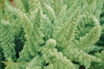 Special leaves of Asparagus Densiflorus Meyersii Plant in a garden, Foxtail fern