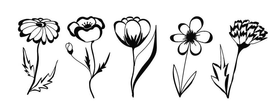 Flower Clipart Black And White Images – Browse 38,438 Stock Photos