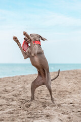 Young dog Weimaraner, breed weimaraner playing on the beach with a frisbee