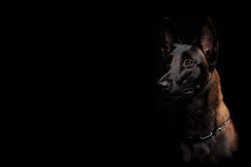 Belgian Malinois dog poses in the studio - obrazy, fototapety, plakaty