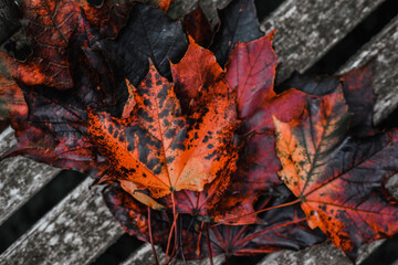 autumn leafs