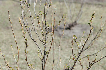 Currant bush with small green leaves on a spring day. Place for your text.