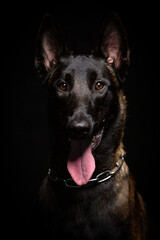 Belgian Malinois dog poses in the studio