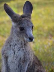 Kangaroo Joey