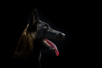 Belgian Malinois dog poses in the studio