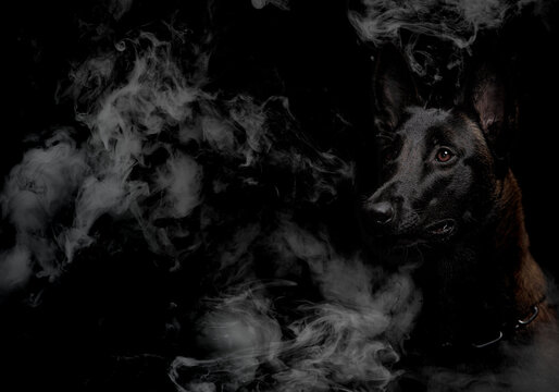 Belgian Malinois dog poses in the studio