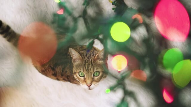 Top-down view of Bengal cat sitting by the Christmas tree looking up at Christmas decorations