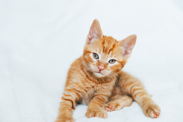 Fototapeta na wymiar Cute ginger kitten sits of sofa