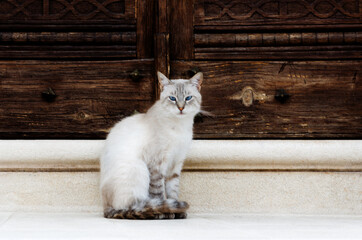 White cat with blue eyes
