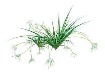3D Rendering Chlorophytum Plant on White