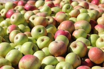Full frame background of freshly picked ripe apples