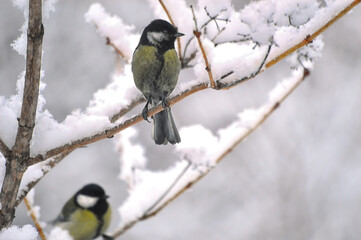 Two Great Tits (lat.Parus major) are sitting on a snow-covered tree branch. A lot of snow fell on a...