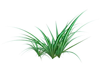 3D Rendering Chlorophytum Plant on White