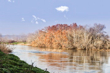 Chopos junto al rio Jarama en Titulcia. Madrid. España. Europa.