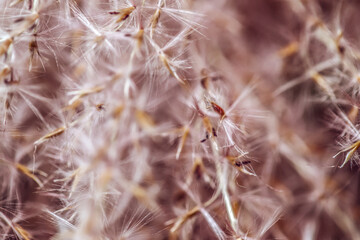 Gently pink abstract floral background of natural flowers