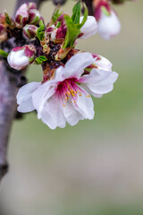 Almendro en flor