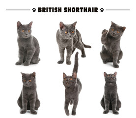 Cute British Shorthair cats on white background, collage