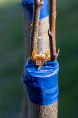 Grafting fruit plant. Very important agricultural technique. It is carried out by joining two specimens