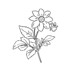 Ink, pencil, the leaves and flowers of apple isolated. Line art transparent background. Hand drawn nature painting. Freehand sketching illustration.