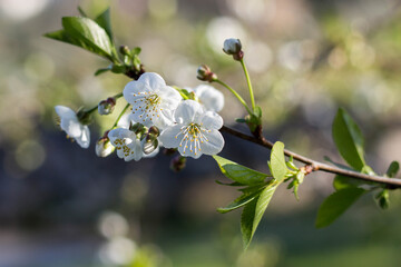 Blooming black cherry tree in the garden.