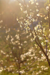 Spring blossoms on a tree. Selective focus.