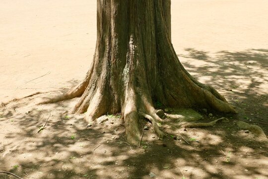 1 254 件の最適な 木の根元 画像 ストック写真 ベクター Adobe Stock