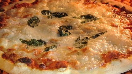 circular pizza with tomato, mozzarella cheese and basil leaves, baking in the oven with boiling mozzarella. Italian recipe.