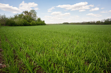 Obraz premium Green grass field