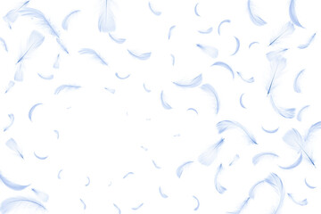 Feather flat. Pastel angel feather in pattern texture falling on white background. Fashion color trends spring summer.