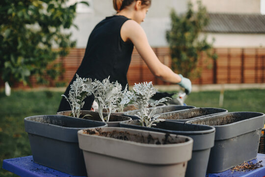 Caucasian Woman In The Backyard Is Working And Planting Flowers In Pots