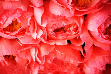 Floral bright background. Pink peonies close-up. Selective soft focus.