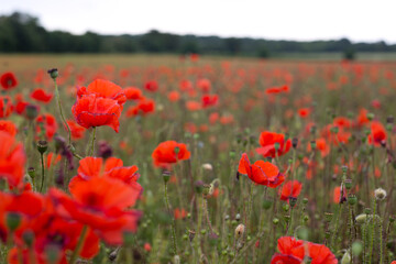 field of poppies
