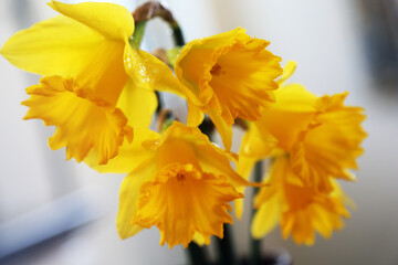Fototapeta premium yellow daffodil flower